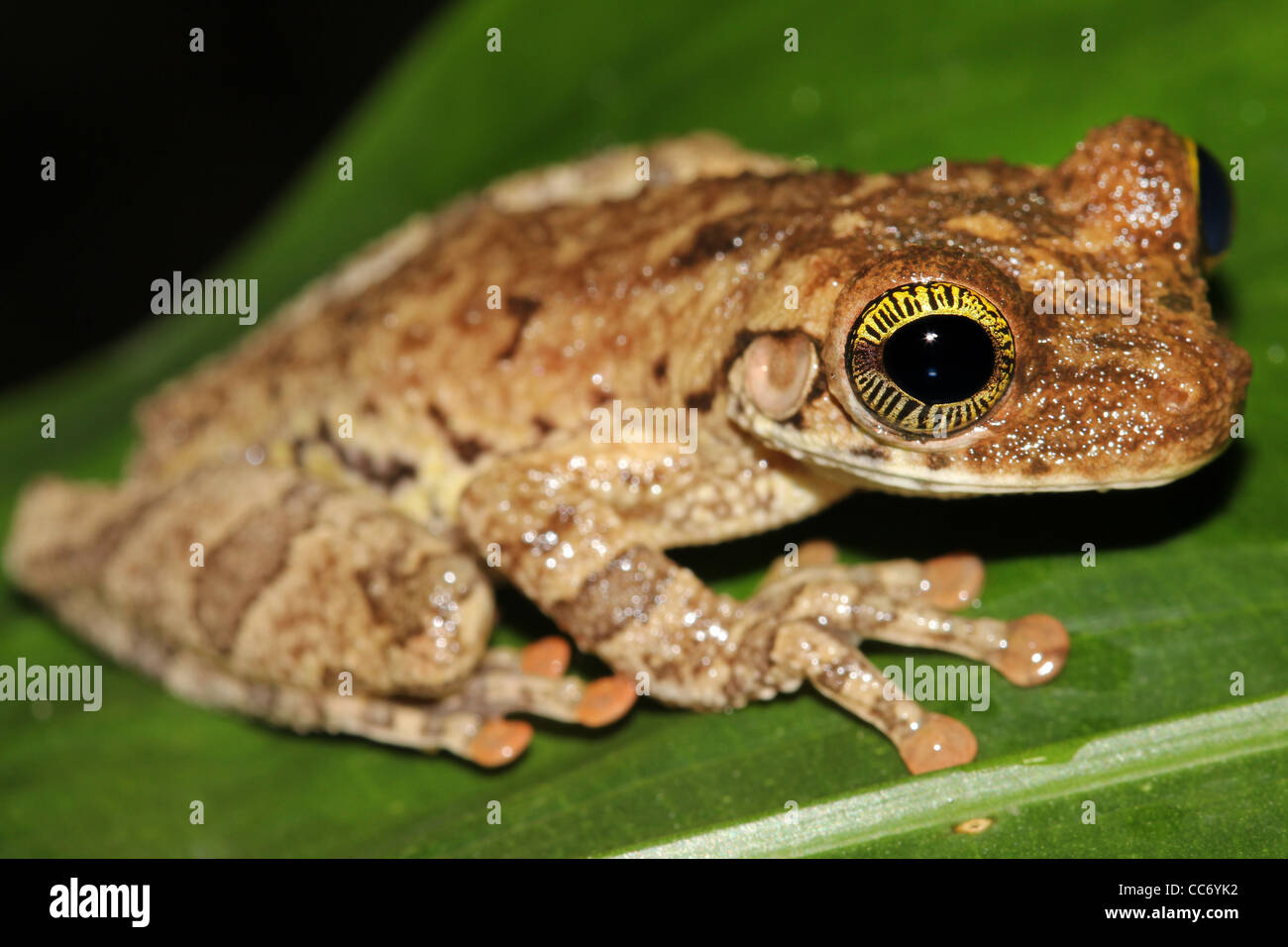 A Giant Broad-headed Treefrog (Osteocephalus taurinus) in the Peruvian Amazon Isolated on black with lspace for text Stock Photo