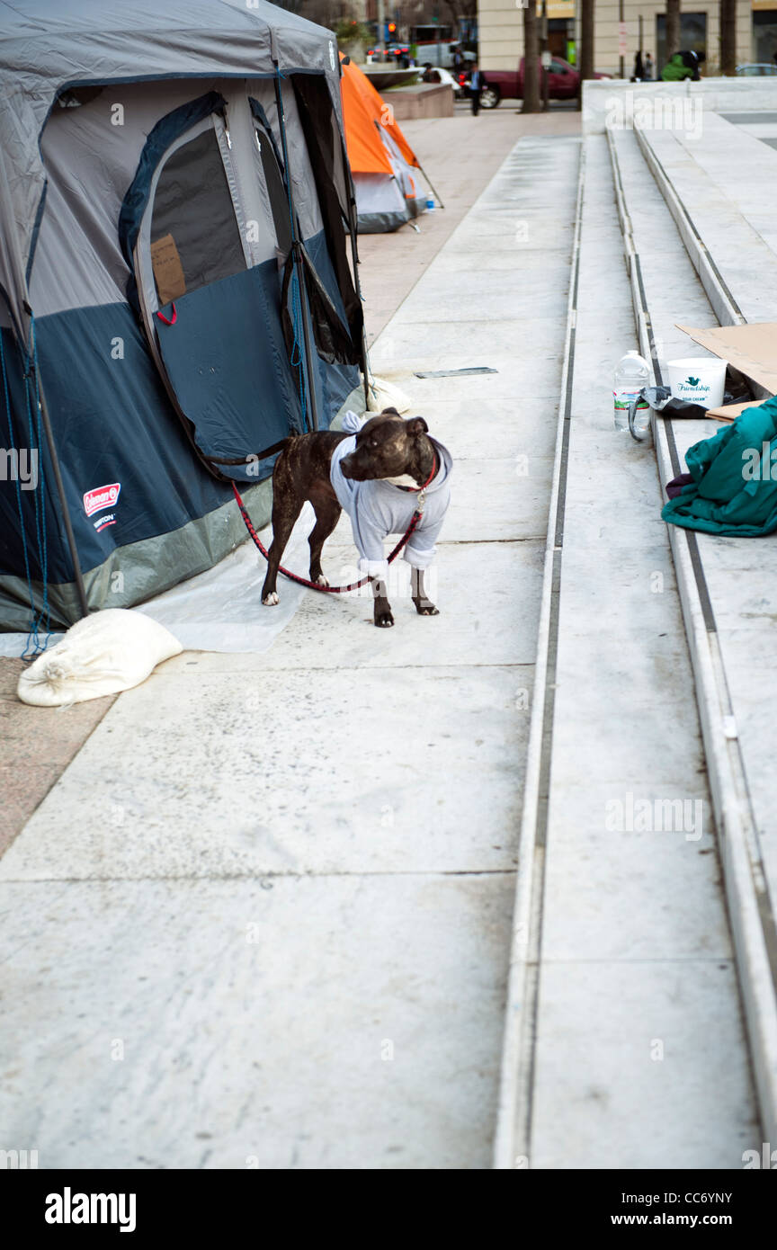Protesters bring their pets to The Occupy Washington DC protest on Freedom Plaza Stock Photo