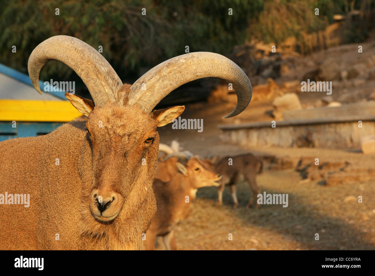 Mutton at 'Valle des Oiseaux. Agadir, Morocco. Stock Photo