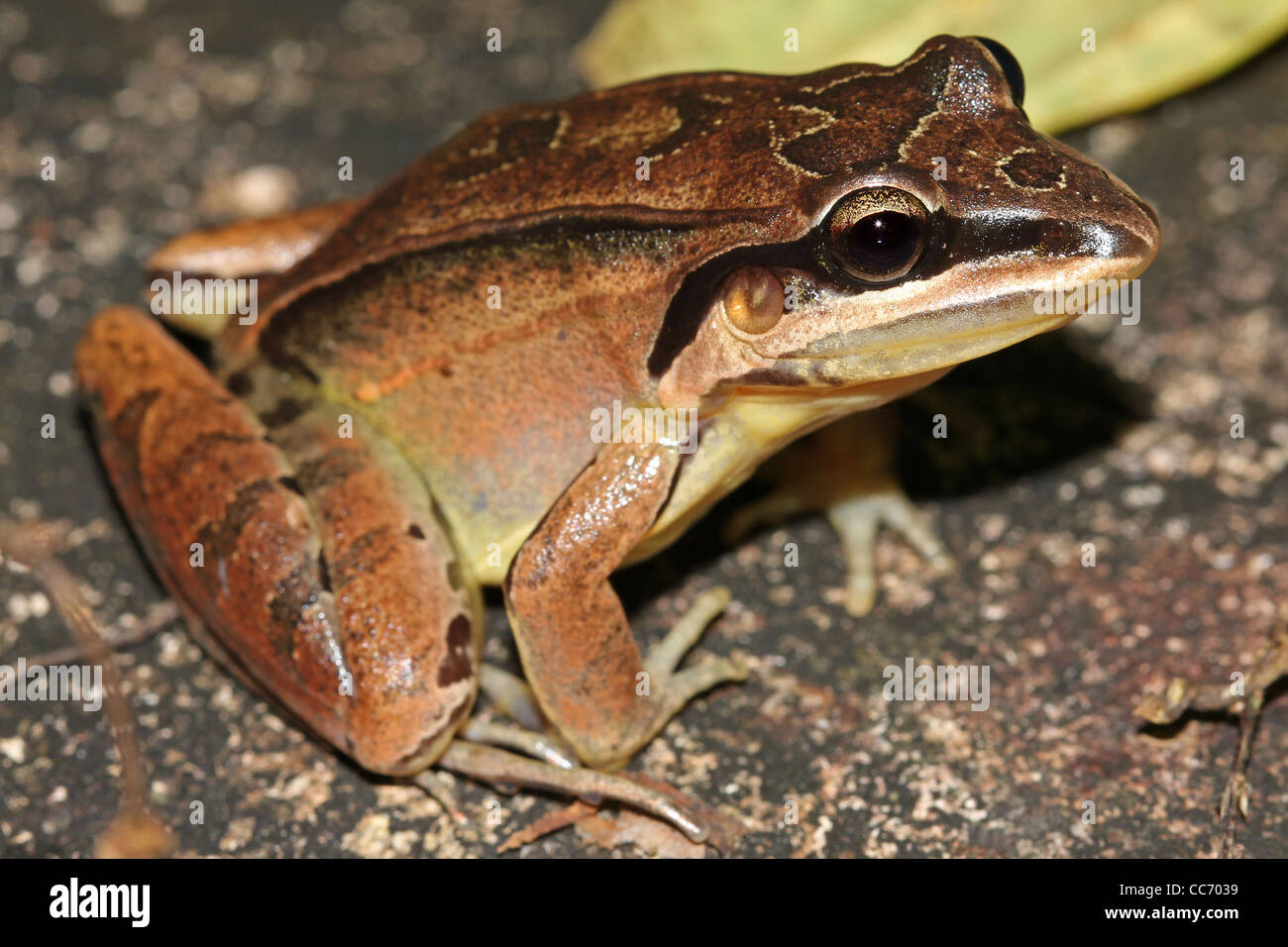 The Amazon Bandit Frog (Leptodactylus didymus) in the Peruvian Amazon