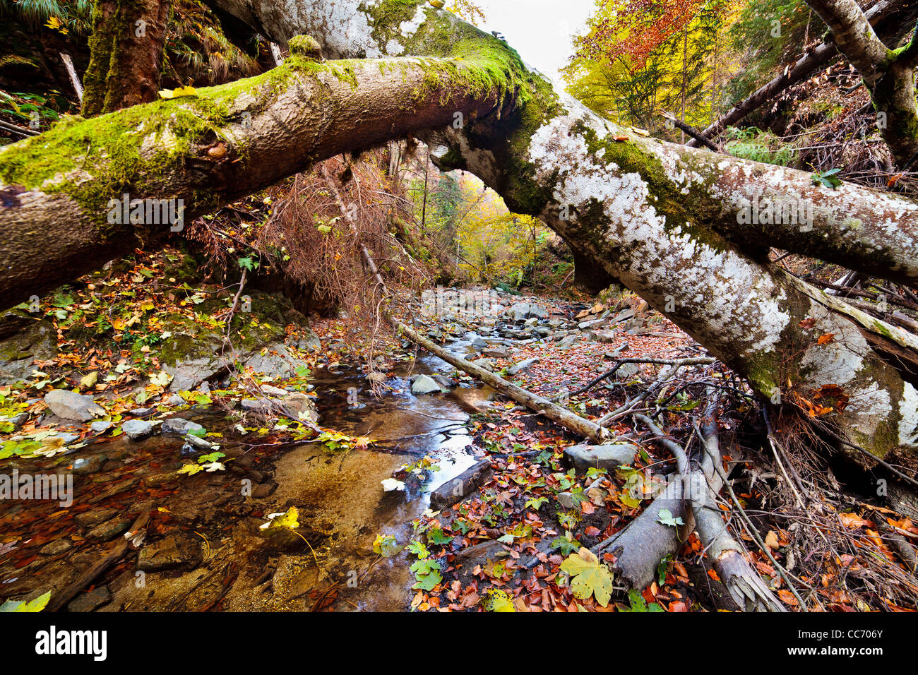 Landscape with fallen trees and a creek in the autumn Stock Photo - Alamy