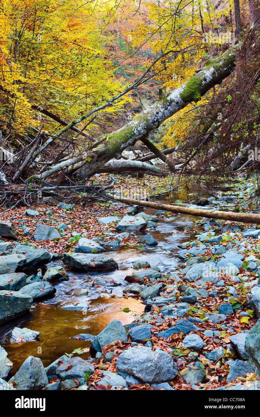Landscape with fallen trees and a creek in the autumn Stock Photo - Alamy