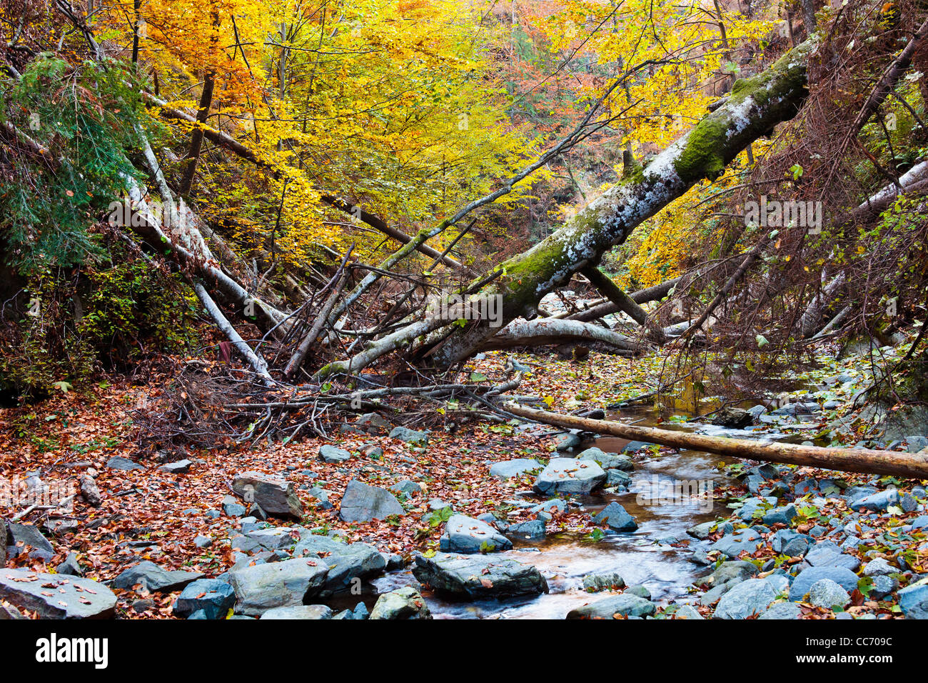 Landscape with fallen trees and a creek in the autumn Stock Photo - Alamy