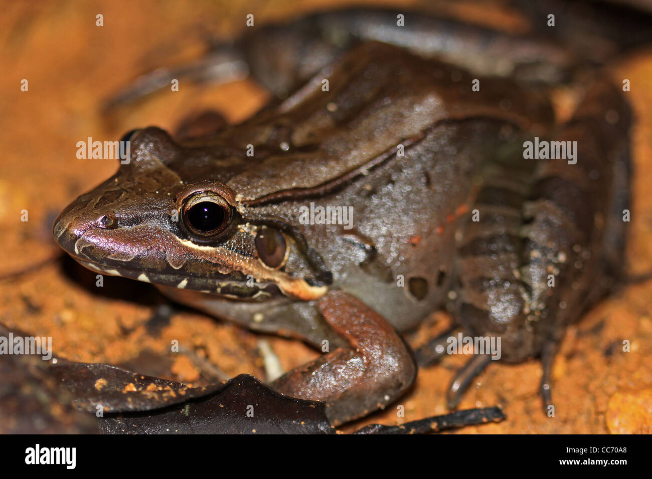 The Bolivian Toad-Frog (Leptodactylus bolivianus) in the Peruvian Amazon Stock Photo