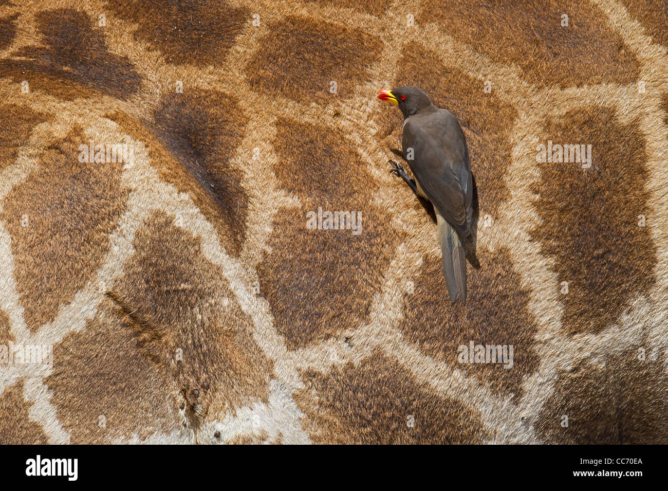 A Yellow-billed Oxpecker feeding on a Giraffe Stock Photo