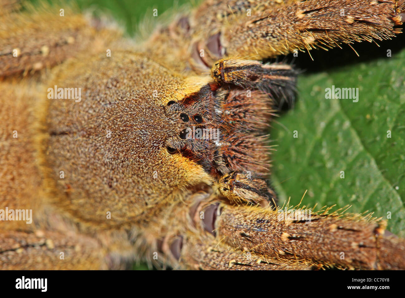 A LARGE, HAIRY, YELLOW spider in the Peruvian Amazon TERRIFYING closeups of some creepy crawlies Stock Photo
