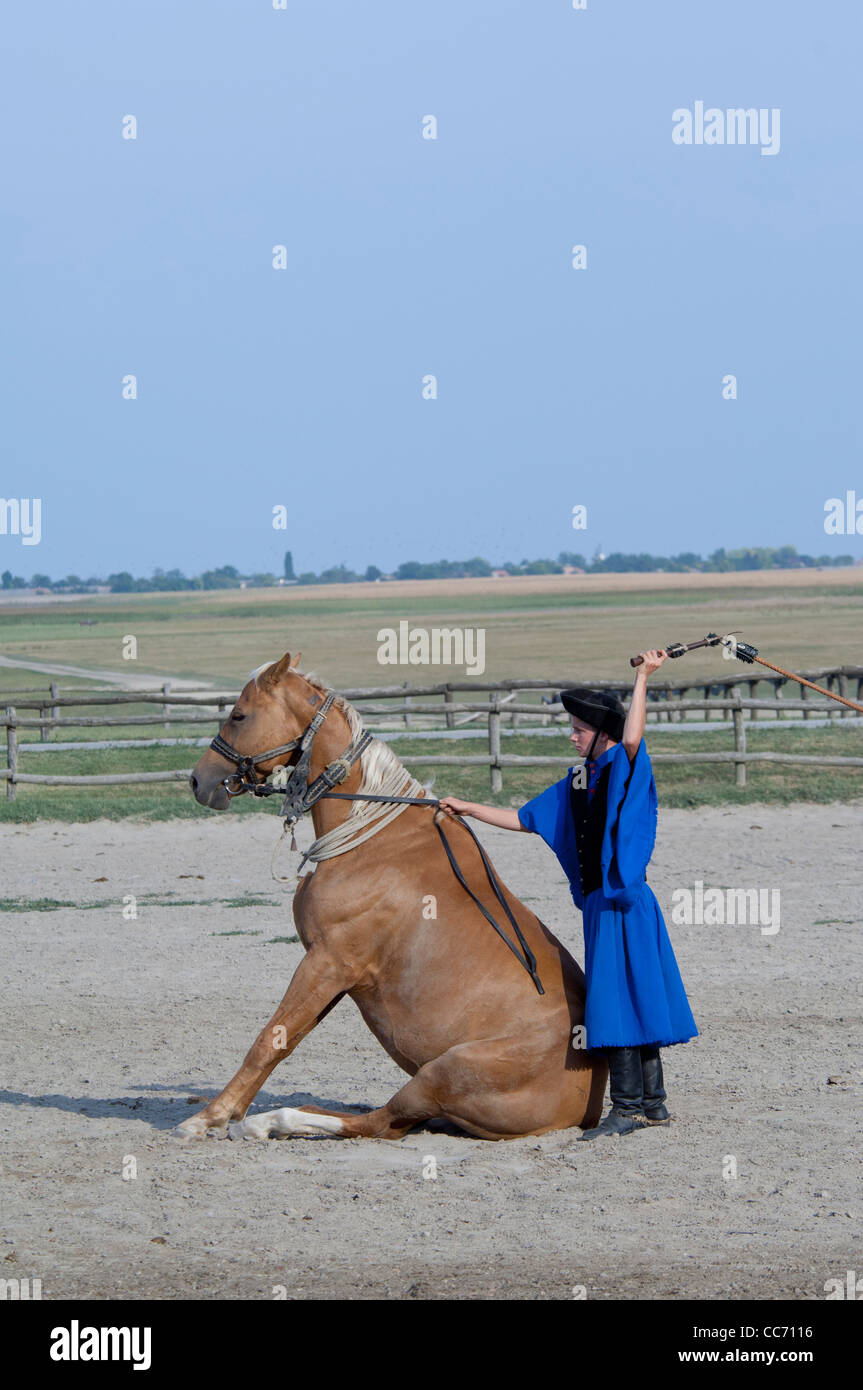 Horse sitting trick High Resolution 