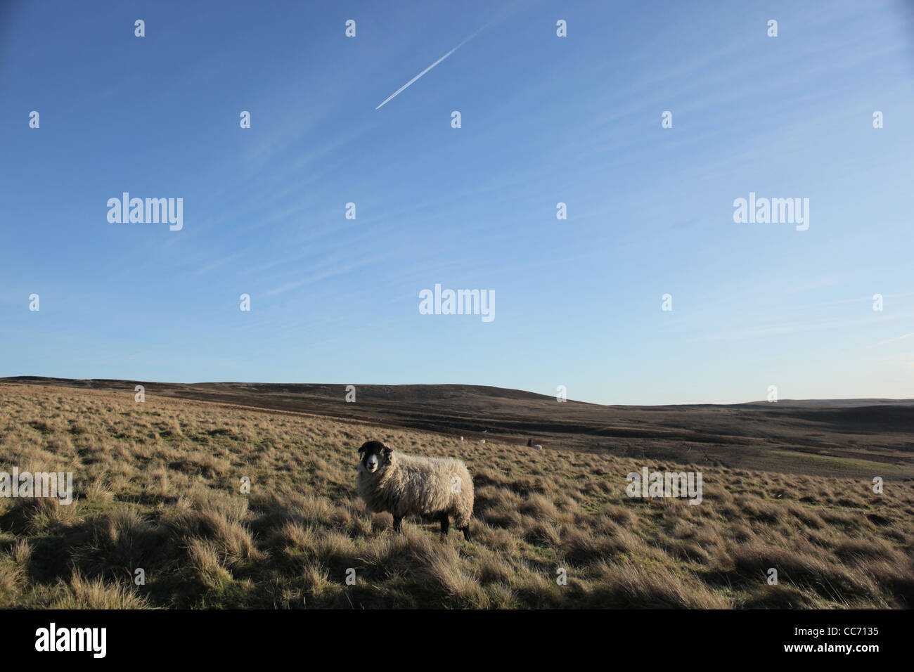 Northumberland sheep set against a blue sky Stock Photo
