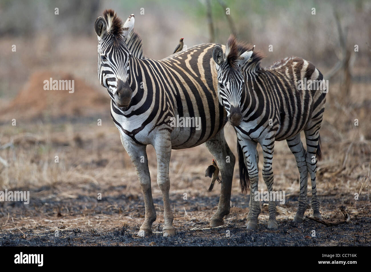 Two Burchell's Zebras Stock Photo Alamy
