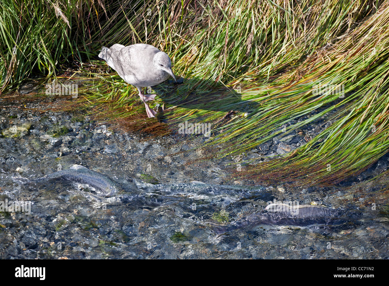 Seagull waiting for the salmon eggs. Salmon run. Crooked Creek. Valdez. Alaska. USA Stock Photo