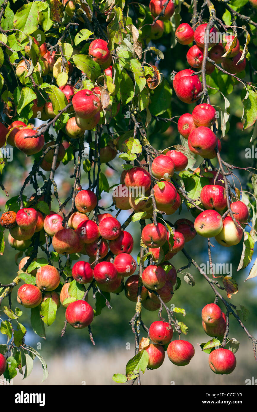 Apple Tree (Malus sp.), with Ripened Fruits, Lower Saxony, Germany Stock Photo Alamy