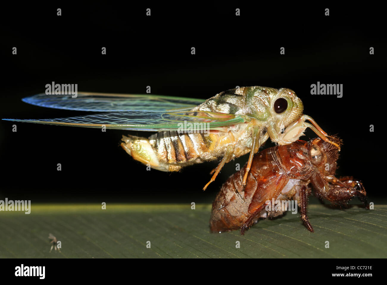 An adult Cicada emerges (moults) from its juvenile exoskeleton in the Peruvian Amazon Isolated with plenty of space for text Stock Photo