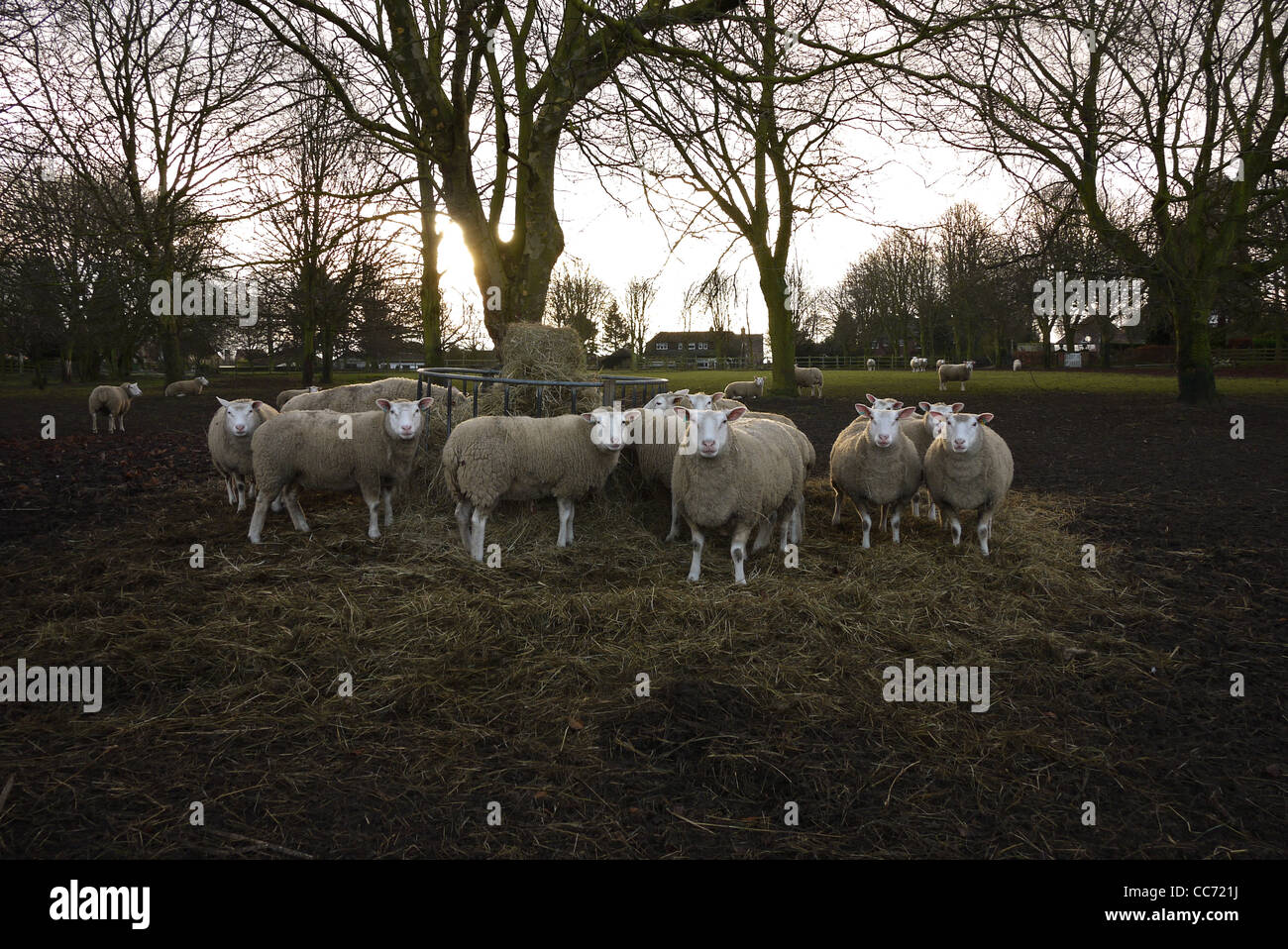 A small flock of sheep feeding in a wooded enclosure Stock Photo