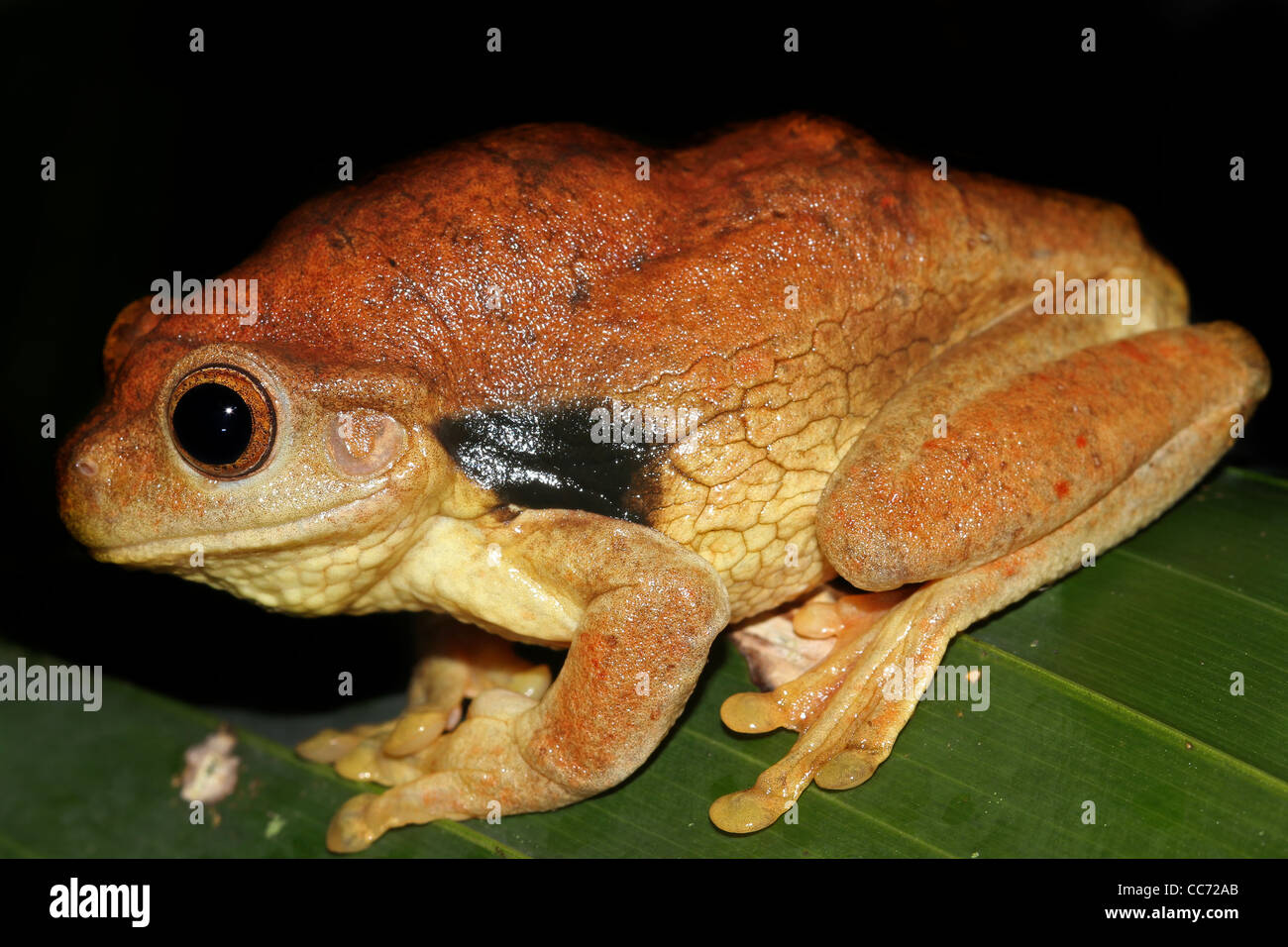 A chubby and cute Suriname Golden-eyed Treefrog (Trachycephalus coriaceus) in the Peruvian Amazon Isolated with space for text Stock Photo