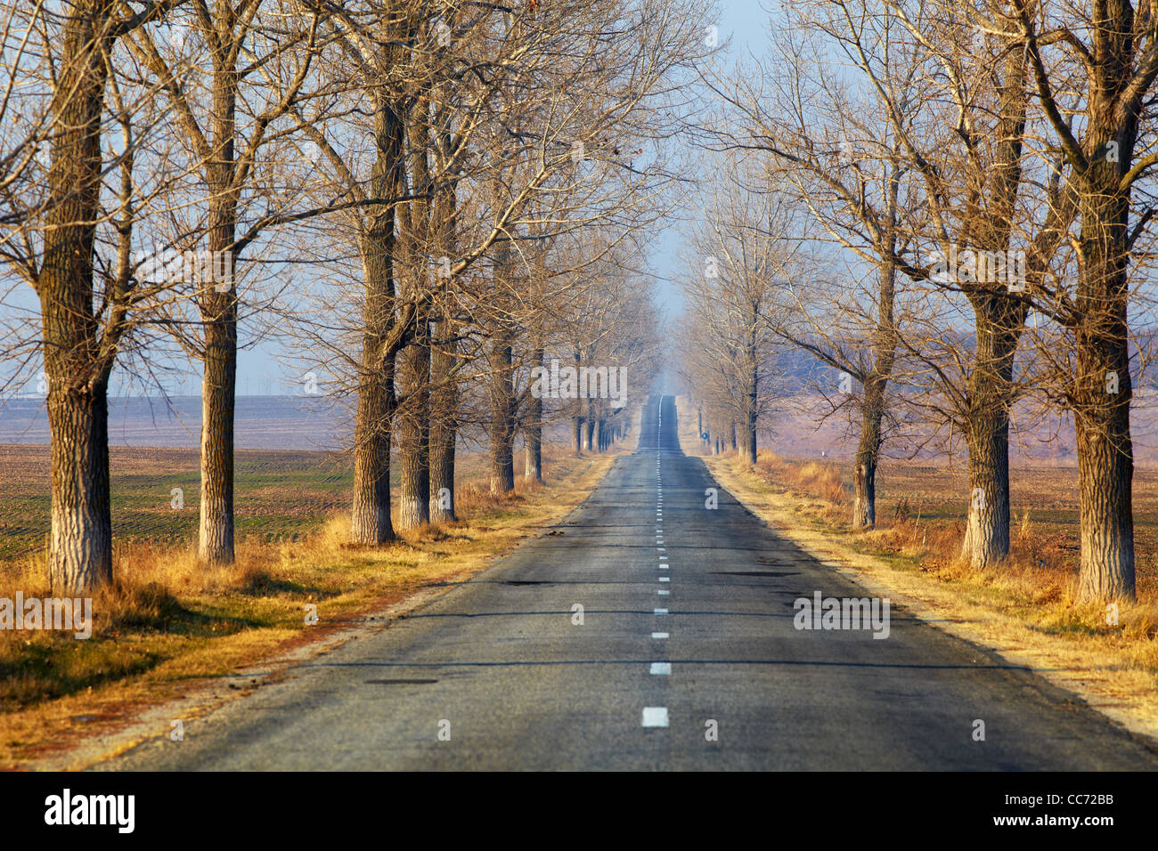Straight road rows trees hi-res stock photography and images - Alamy