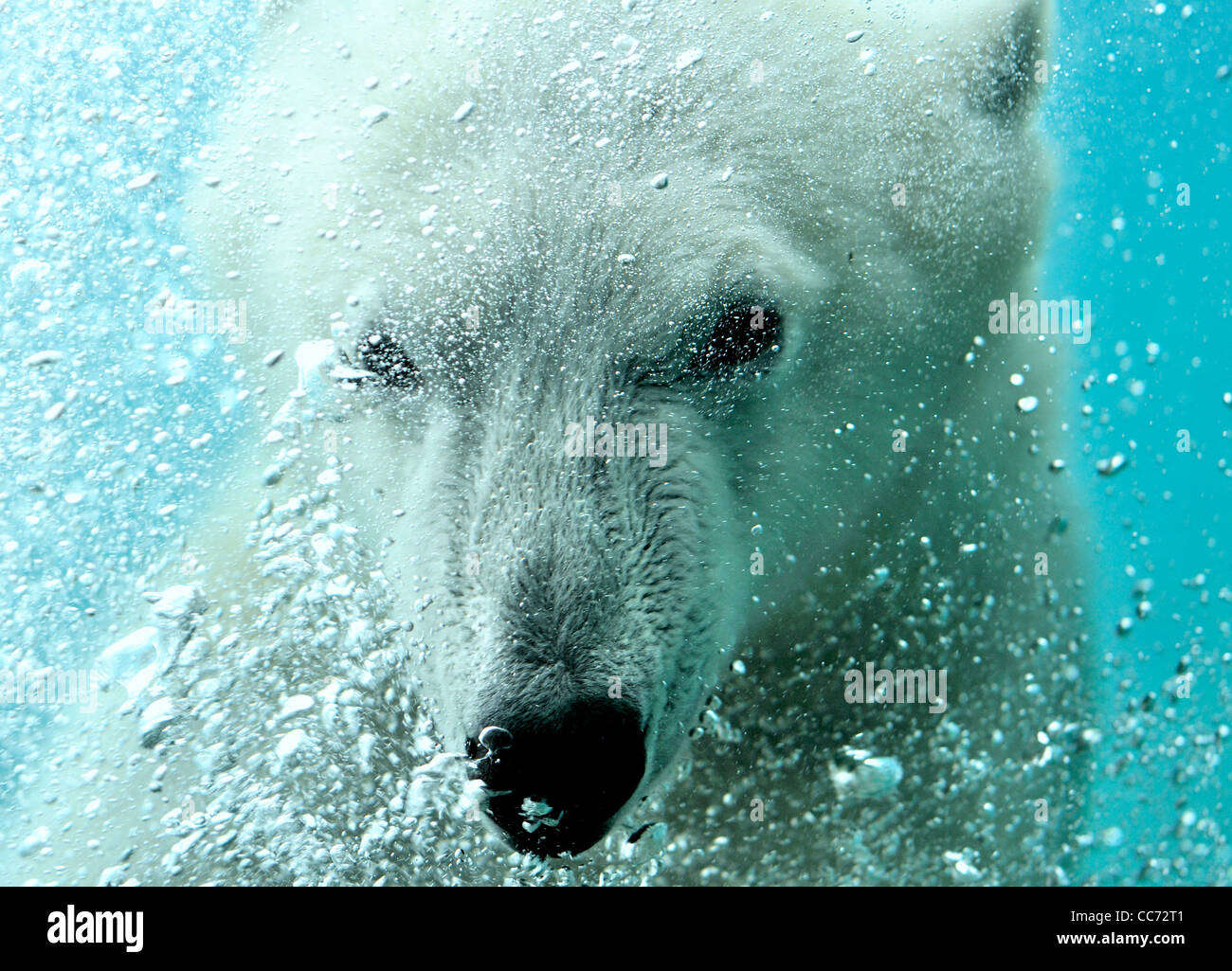 Close-up of Polar bear (Ursus maritimus) swimming underwater and blowing air bubbles Stock Photo