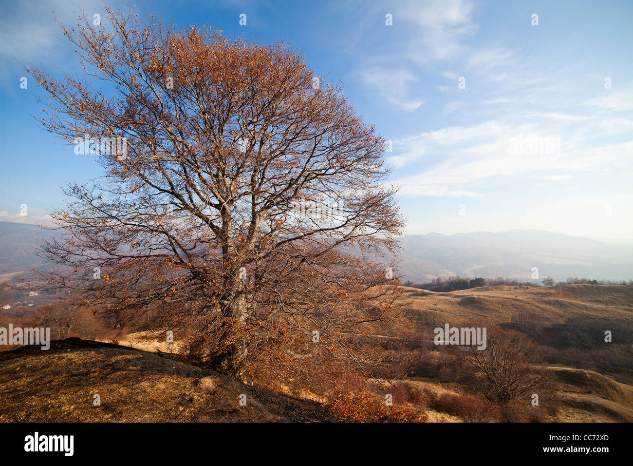 Autumnal landscape with a big beech tree and blue sky Stock Photo