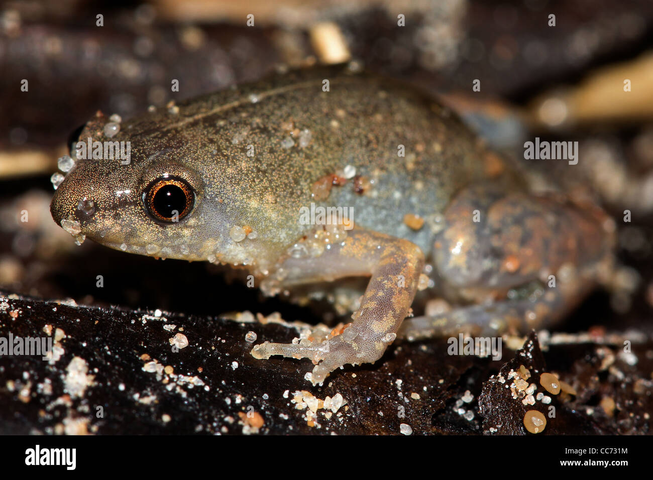 A cute and extremely tiny Sheep Frog (Chiasmocleis ventrimaculata) in the Peruvian Amazon Stock Photo