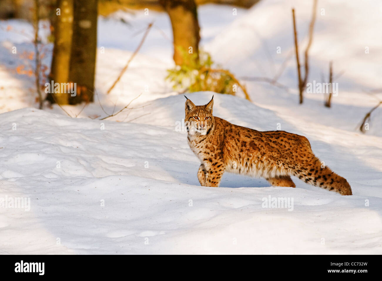 Eurasian lynx (Lynx lynx) hunting in forest in the snow in winter, Bavarian Forest, Germany Stock Photo