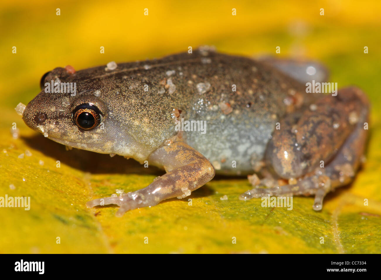 A cute and extremely tiny Sheep Frog (Chiasmocleis ventrimaculata) in the Peruvian Amazon Stock Photo