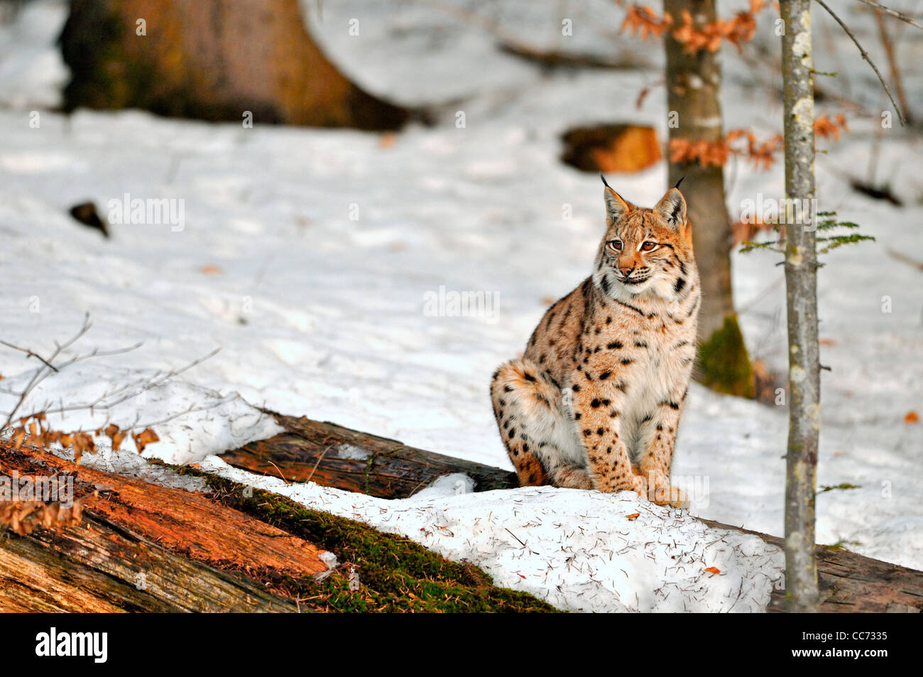 Eurasian lynx (Lynx lynx) on tree trunk in the snow in winter, Bavarian Forest, Germany Stock Photo
