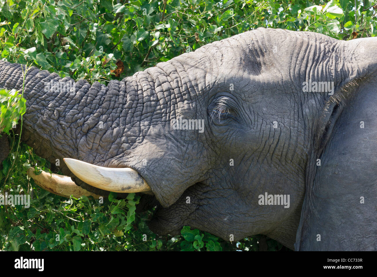 Elephant eating from tree hires stock photography and images Alamy
