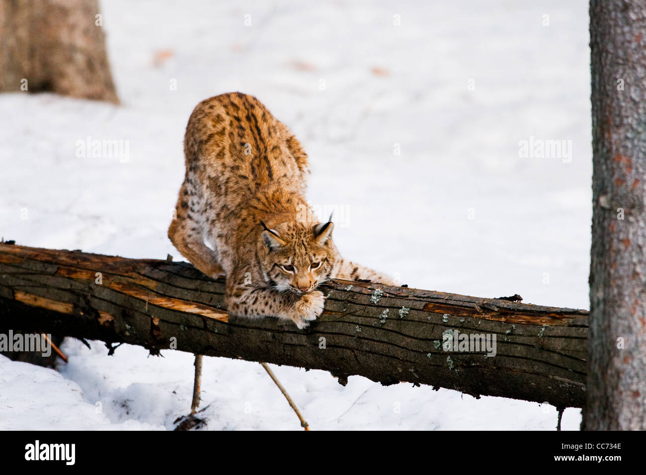 Eurasian lynx (Lynx lynx) sharpening claws on tree trunk in the snow in winter, Bavarian Forest, Germany Stock Photo