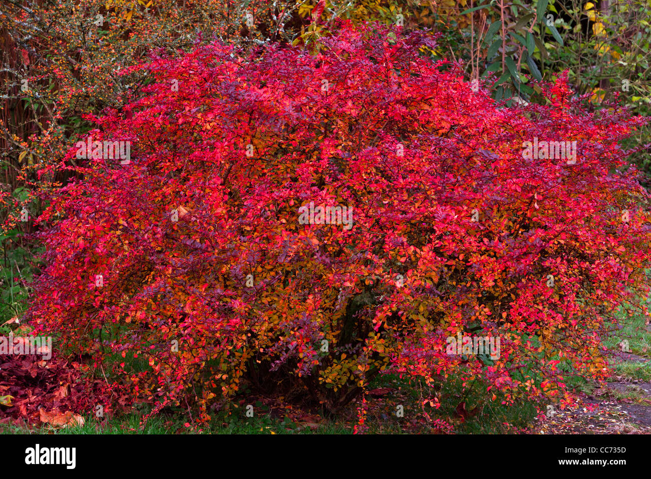 Beberis Bush (Brberis pupureum), in full Autumn Colour, Lower Saxony, Germany Stock Photo