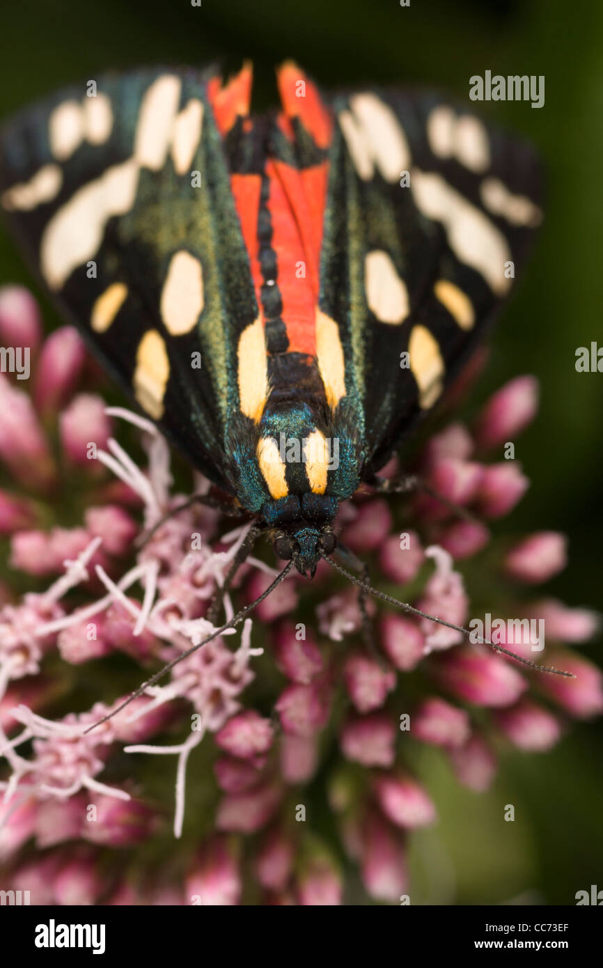 Scarlet Tiger Moth (Callimorpha dominula) Stock Photo