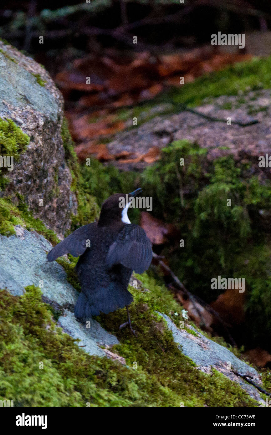 Dipper displaying Stock Photo