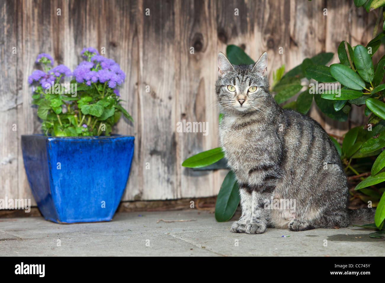 Domestic Cat, Sitting in front of Garden Shed, Lower Saxony, Germany Stock Photo