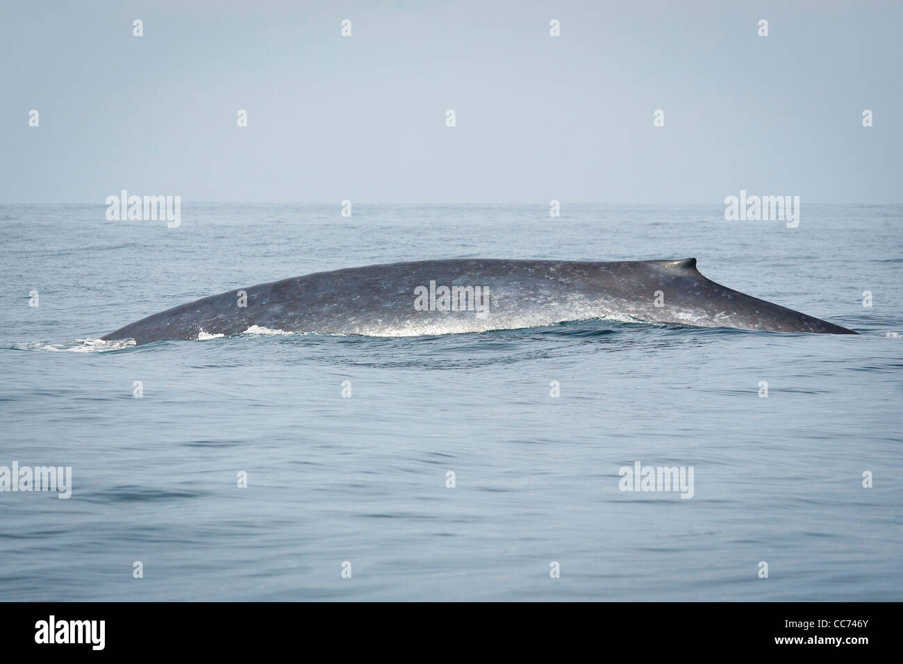 A Blue Whale breaching the surface of the Indian Ocean off the coast of Sri Lanka Stock Photo