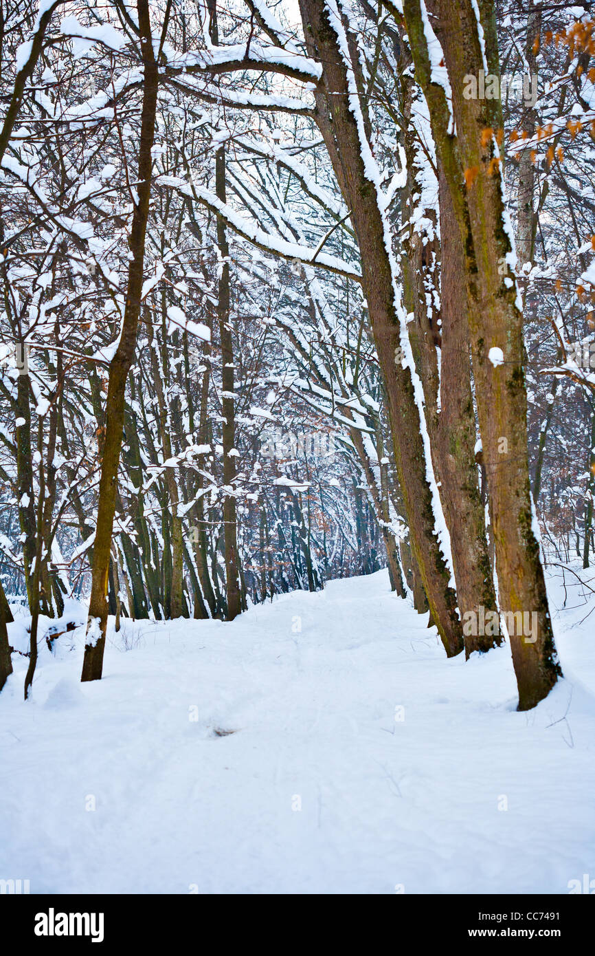 Landscape with a forest in a winter day Stock Photo - Alamy