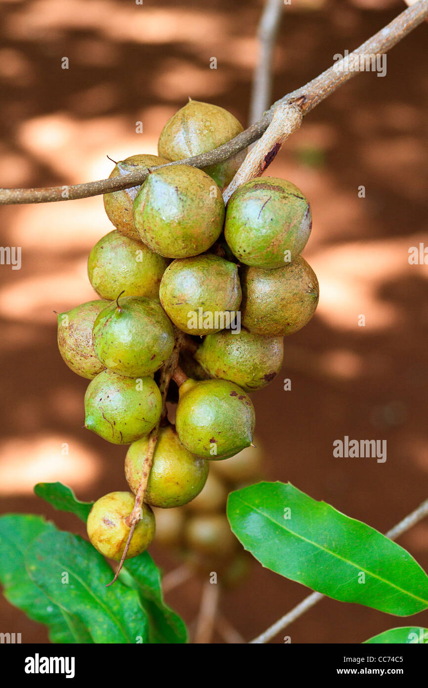 Macadamia nuts hanging from a tree in Molokai, Hawaii, USA. Stock Photo