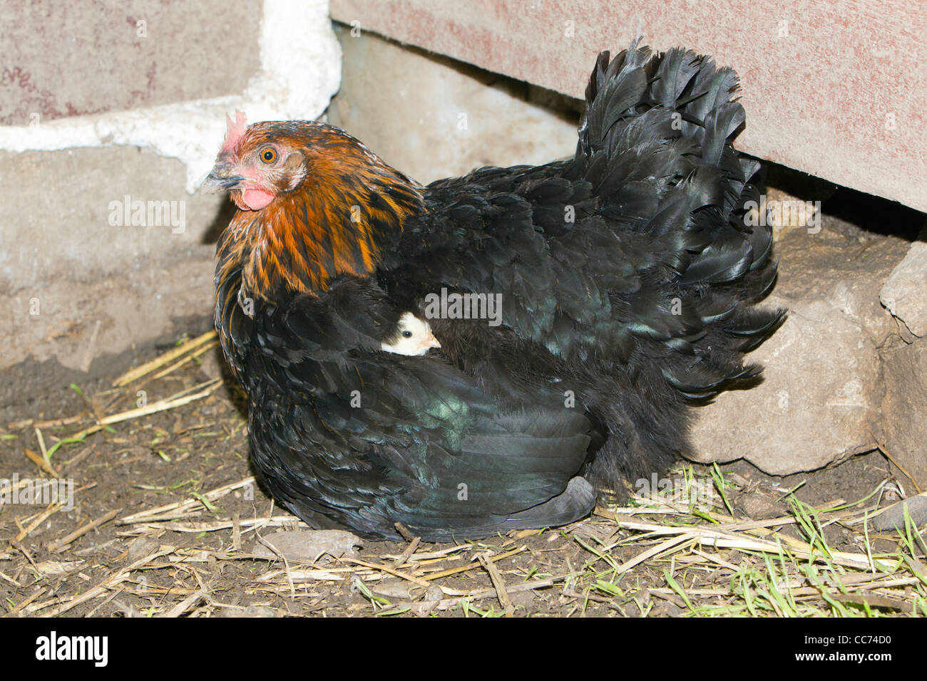 Hen Brooding Chicks in Chicken Shed, Lower Saxony, Germany Stock Photo