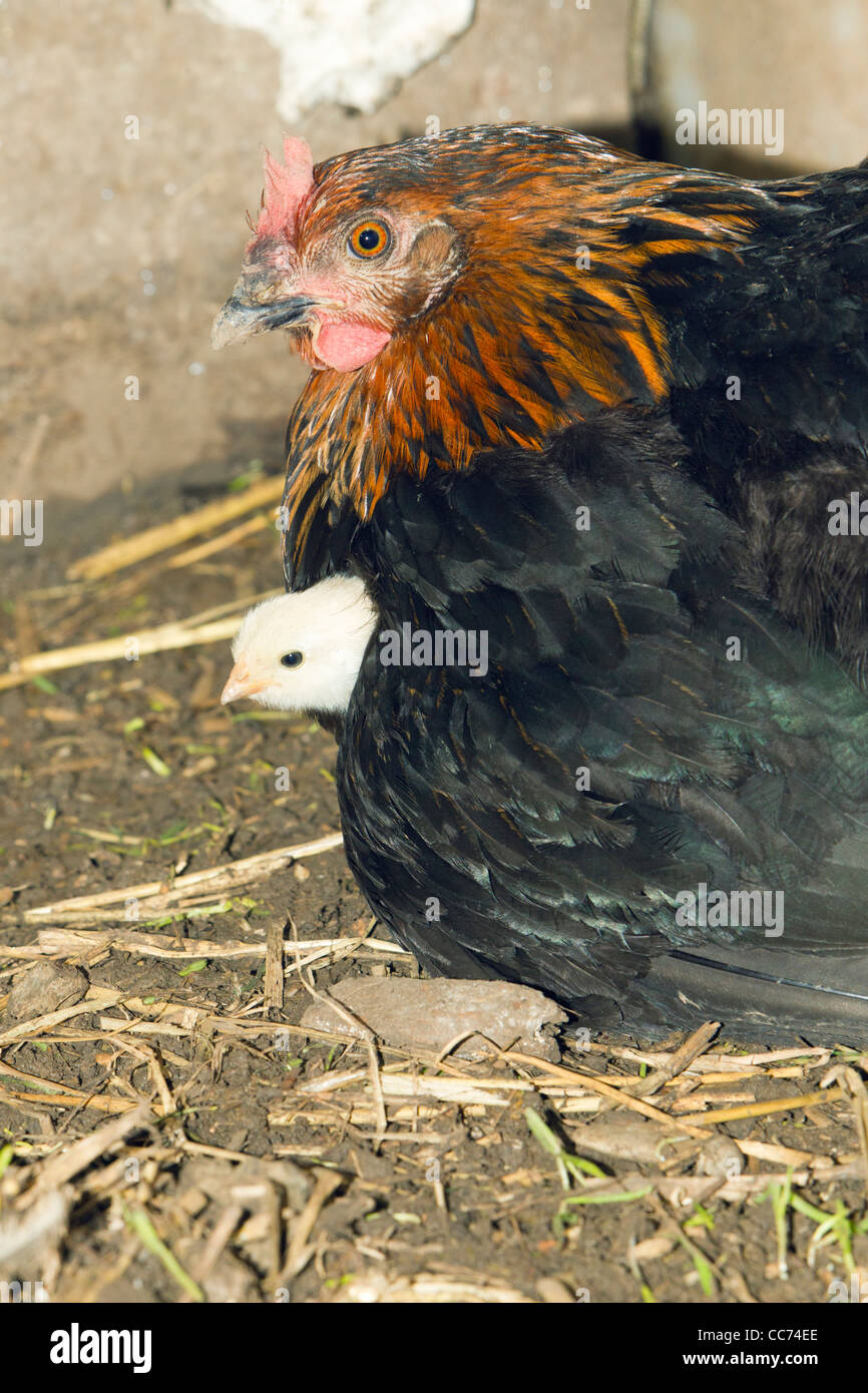 Hen Brooding Chick in Chicken Shed, Lower Saxony, Germany Stock Photo