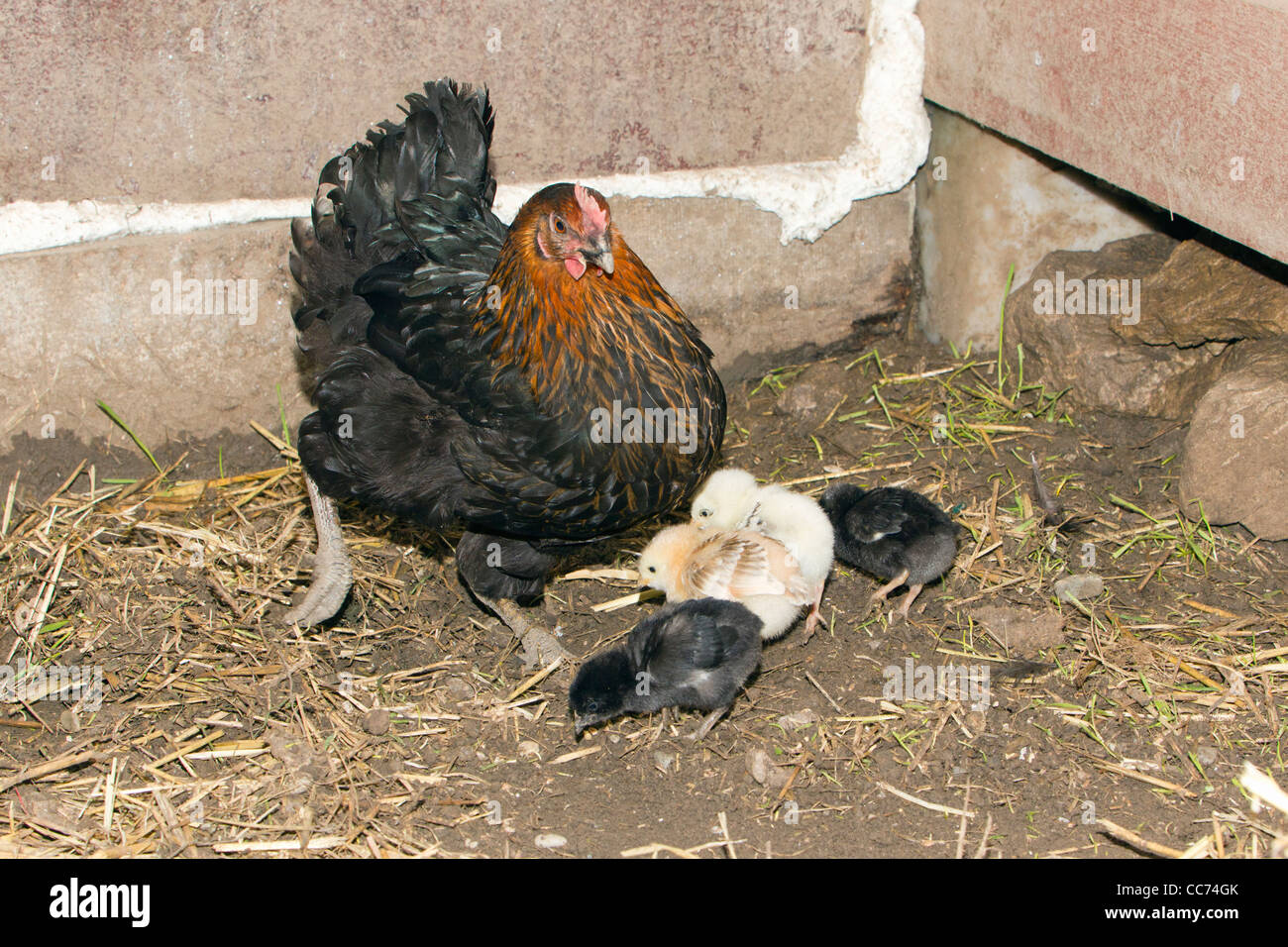 Hen with Chicks, Feeding in Chicken Shed, Lower Saxony, Germany Stock Photo