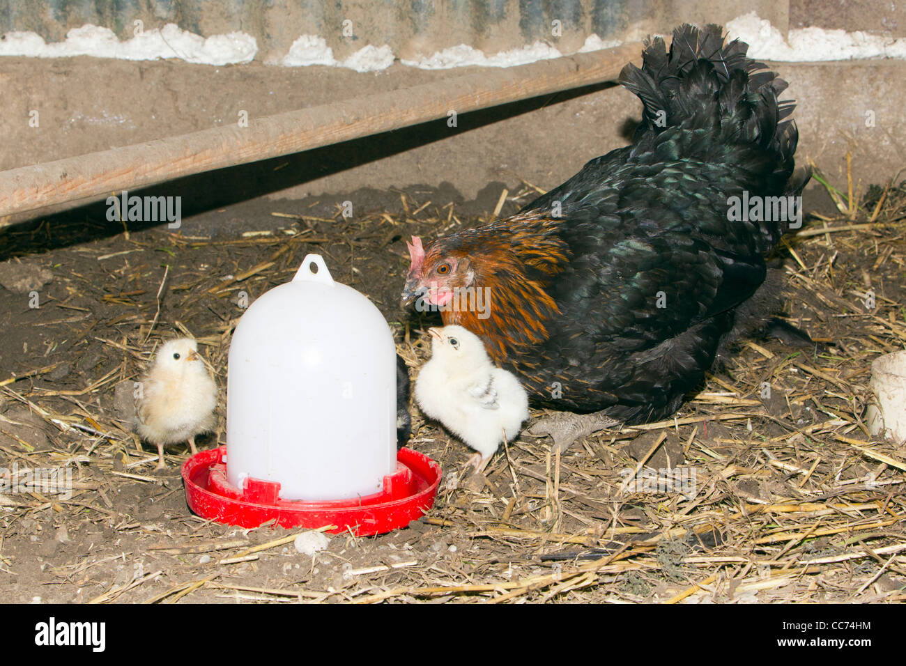 Hen with Chicks, drinking from Water Container, in Chicken Shed, Lower Saxony, Germany Stock Photo