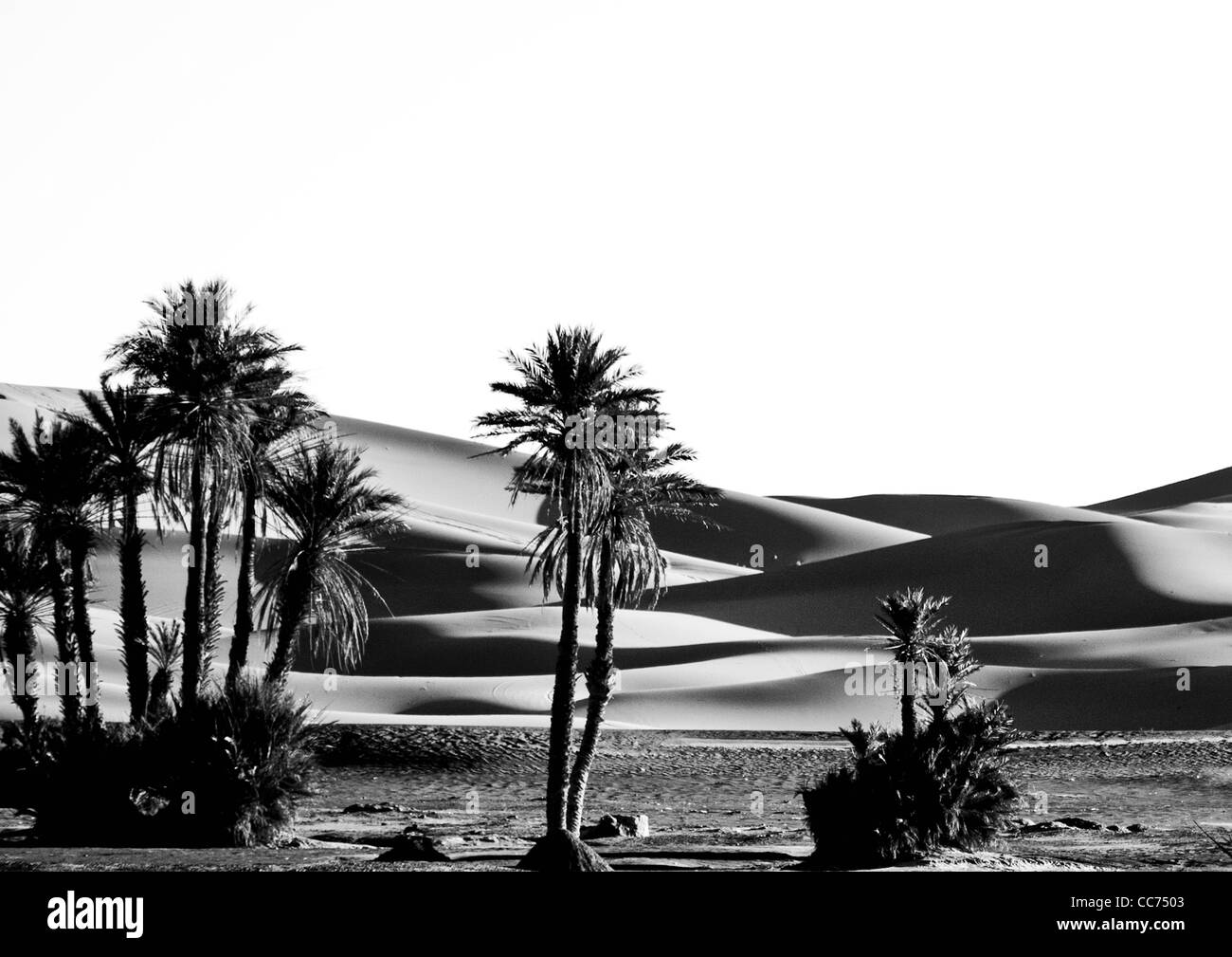 Palm trees and rolling desert sand dunes, Merzouga, Morocco, North Africa Stock Photo