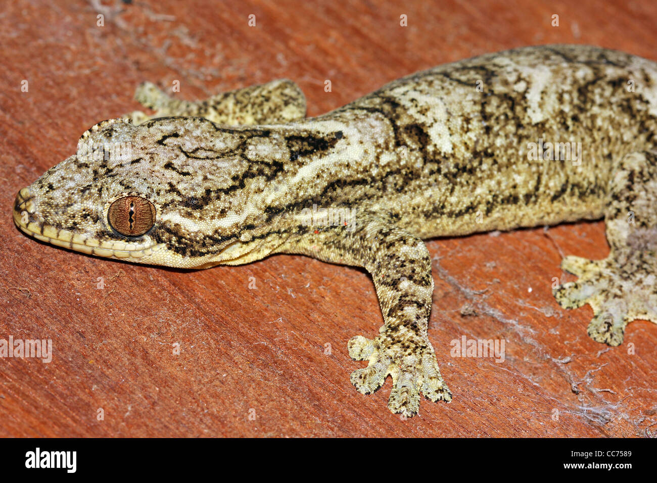 Turnip tailed gecko thecadactylus rapicauda hi-res stock photography