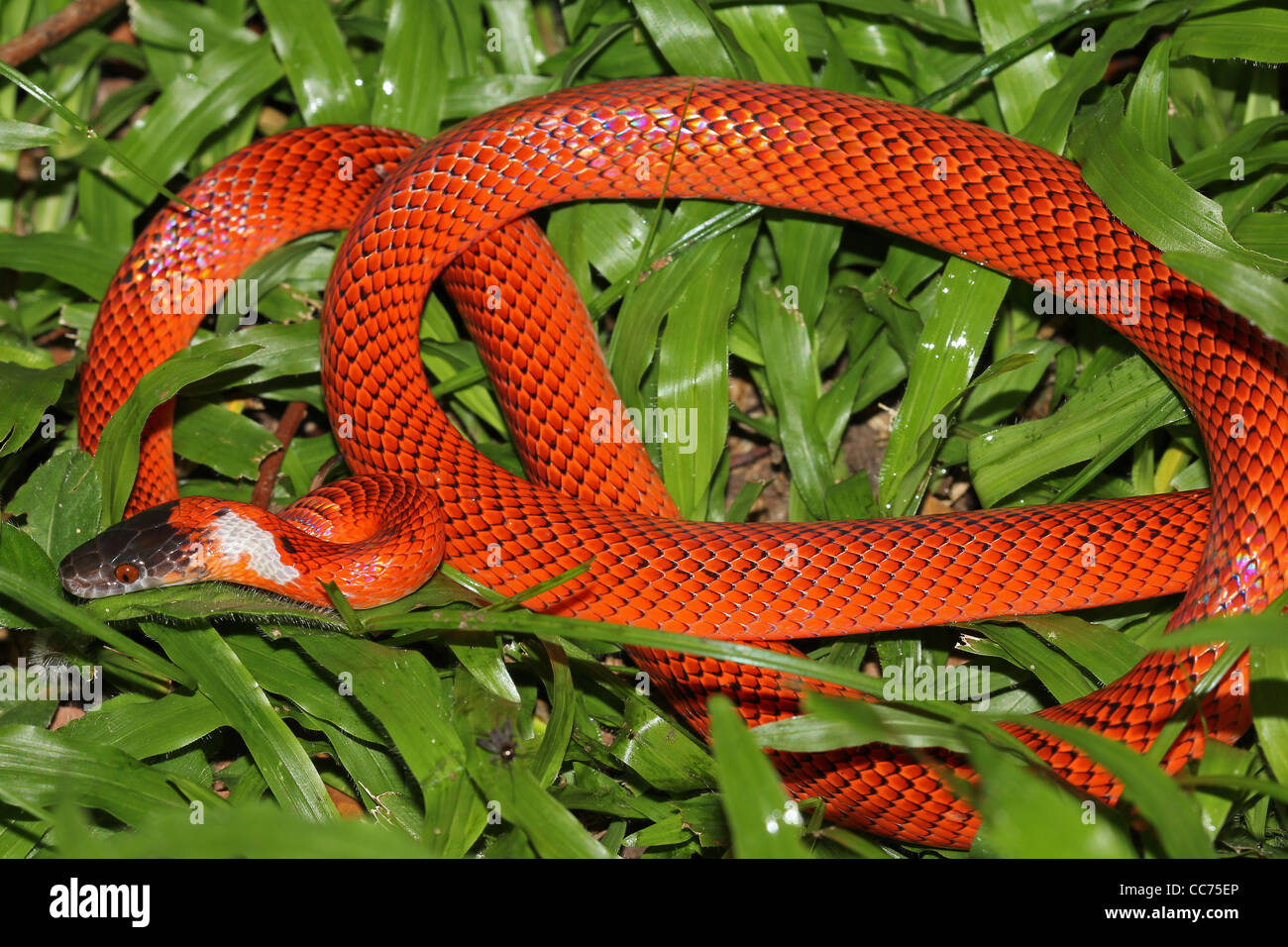 A Vibrant False Coral Snake (Oxyrhopus sp.) in the Peruvian Amazon Stock Photo