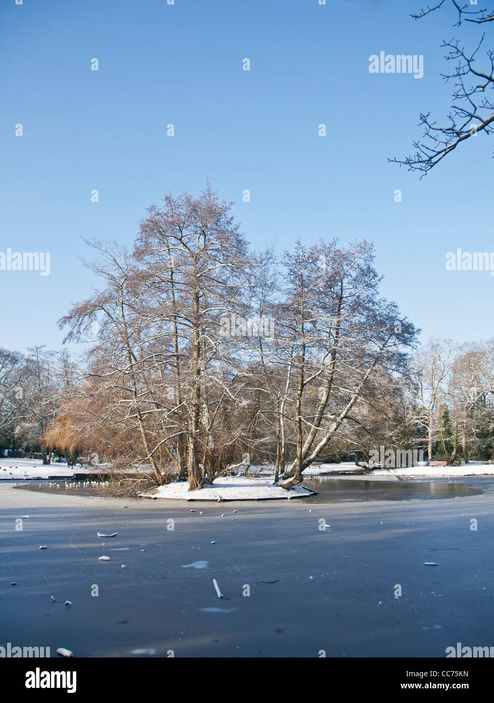 Trees on Ballard Lake New Milton on a bright winter's day Stock Photo