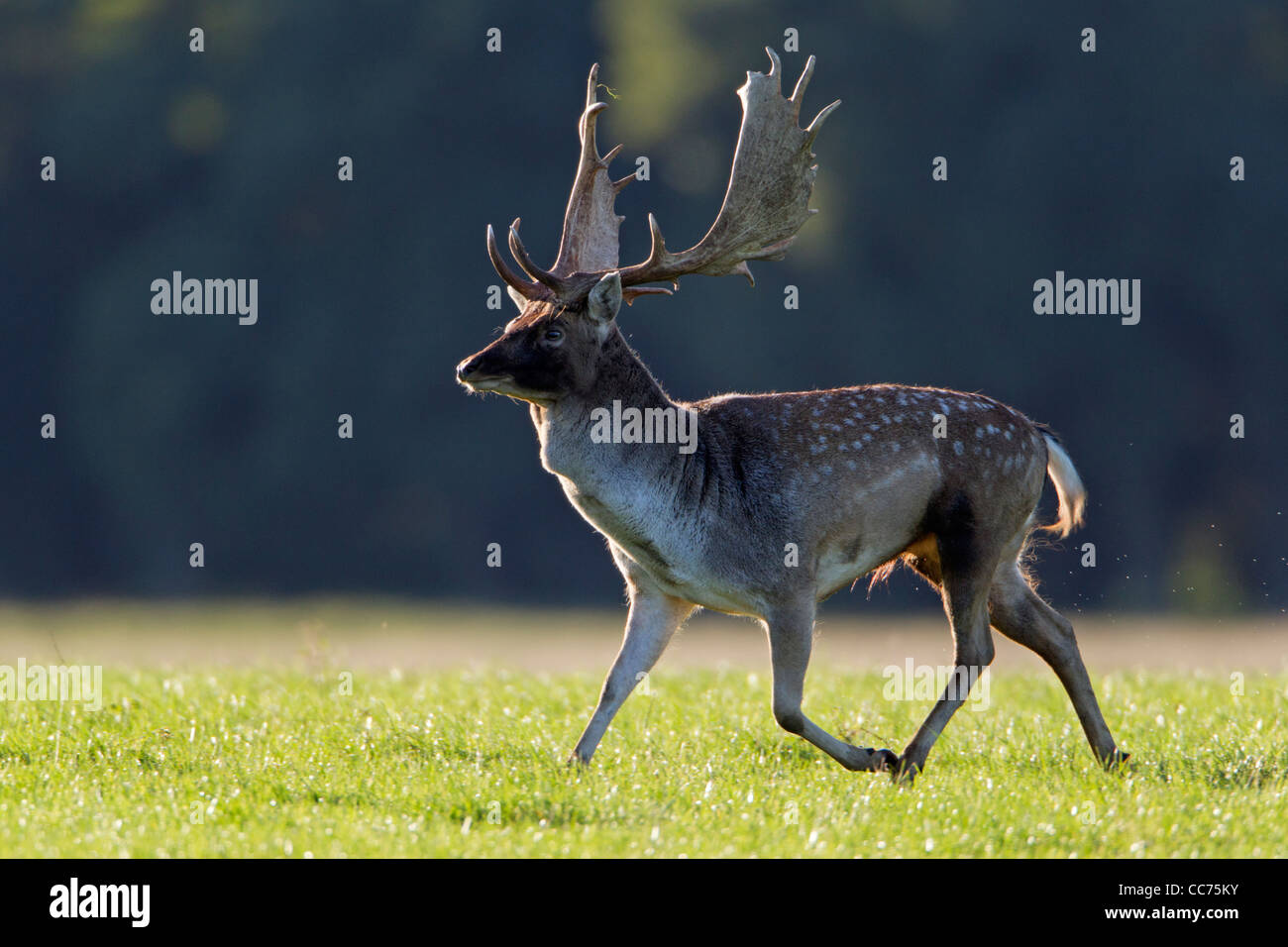 Fallow Deer (Dama dama), Buck Running during the Rut, Royal Deer Park, Klampenborg, Copenhagen, Sjaelland, Denmark Stock Photo