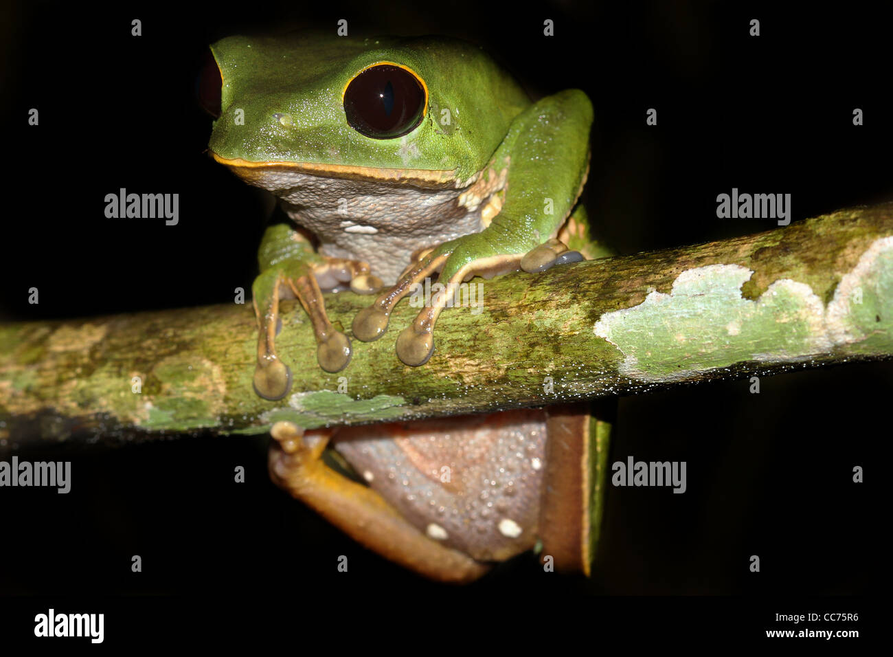 A cute and chubby Monkey Treefrog (Phyllomedusa camba) sleeps in the Peruvian Amazon Isolated with lots of space for text Stock Photo