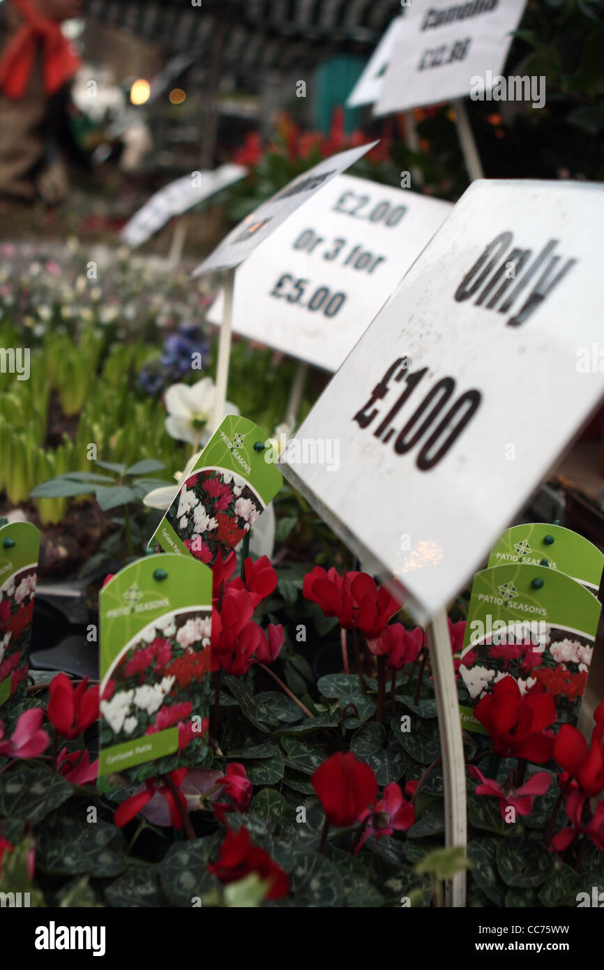 prices on plants on a market stall Stock Photo Alamy