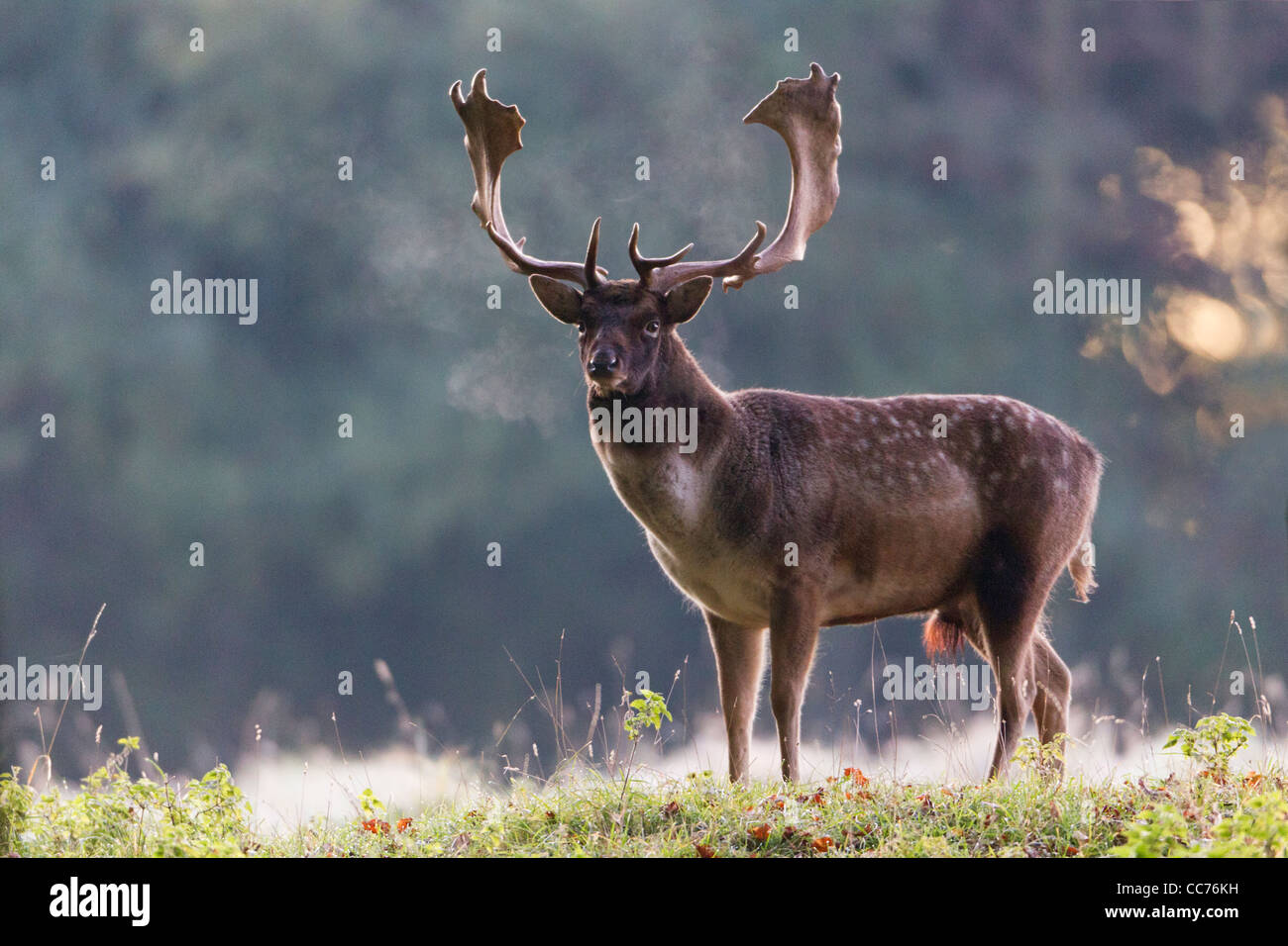 Fallow Deer (Dama dama), Buck at Dawn during the Rut, Royal Deer Park, Klampenborg, Copenhagen, Sjaelland, Denmark Stock Photo