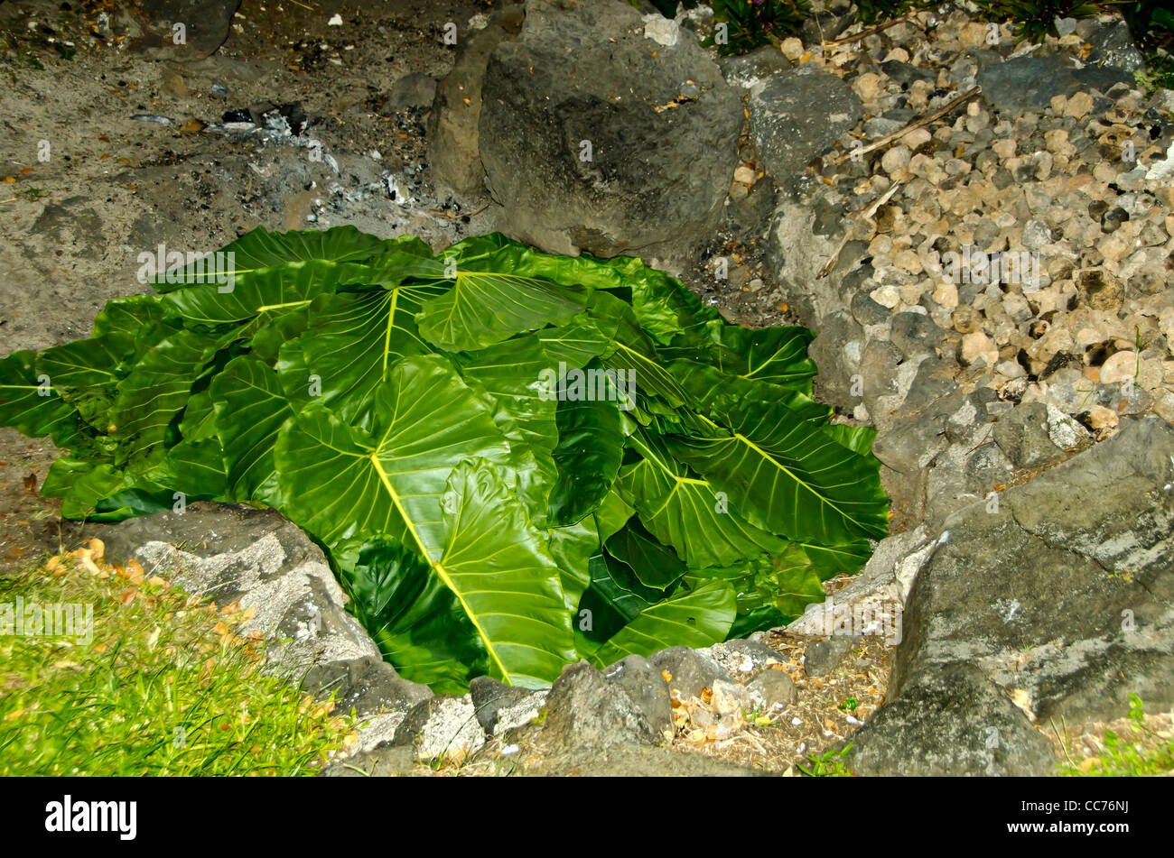 Fiji underground cooking method called a lovo, iconic South Seas