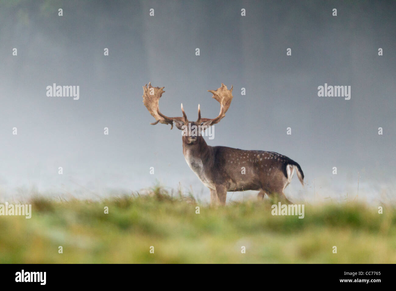 Fallow Deer (Dama dama), Buck Alert during the Rut, Royal Deer Park, Klampenborg, Copenhagen, Sjaelland, Denmark Stock Photo