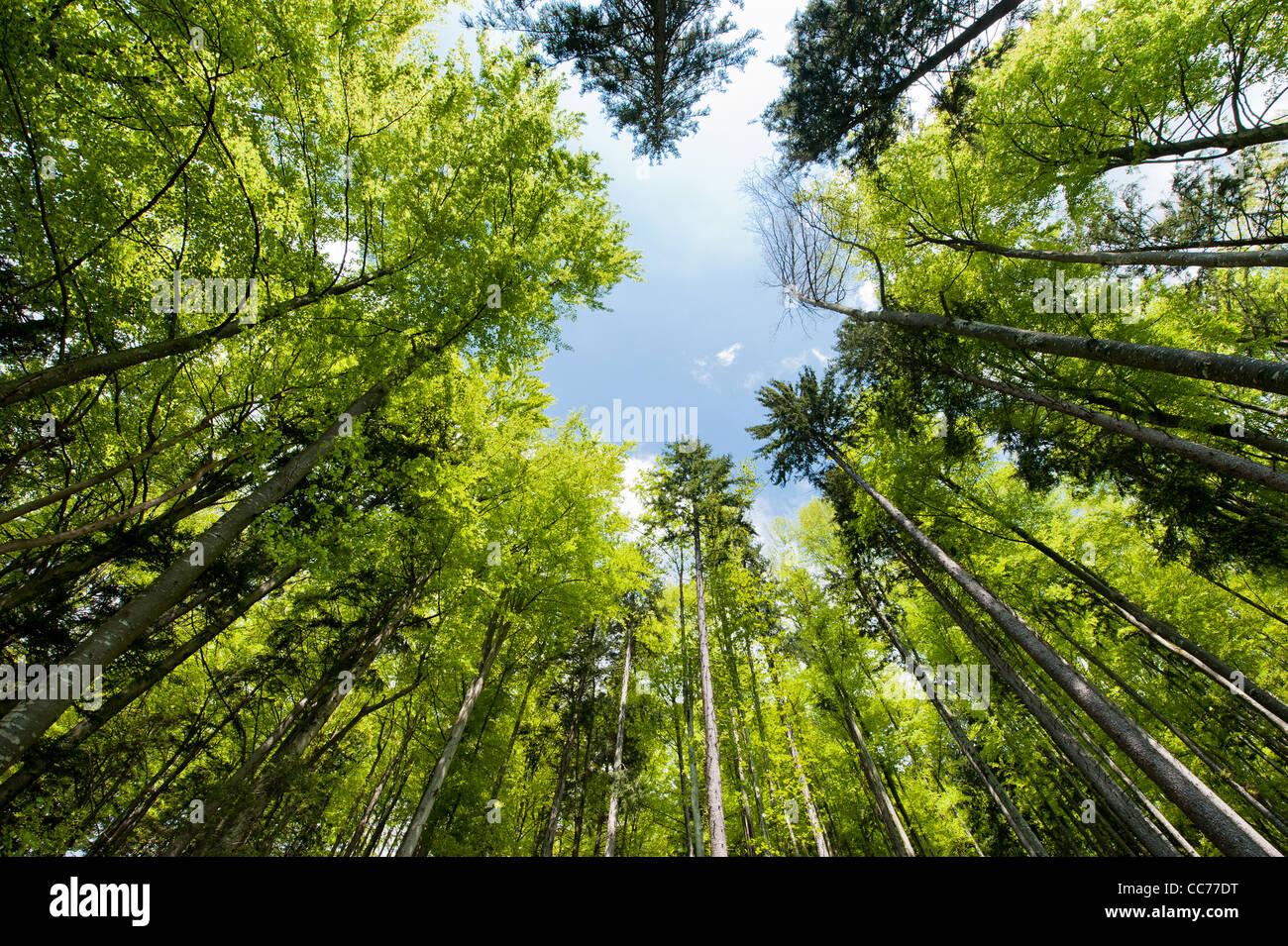 Wide angle view of a colorful spring forest Stock Photo