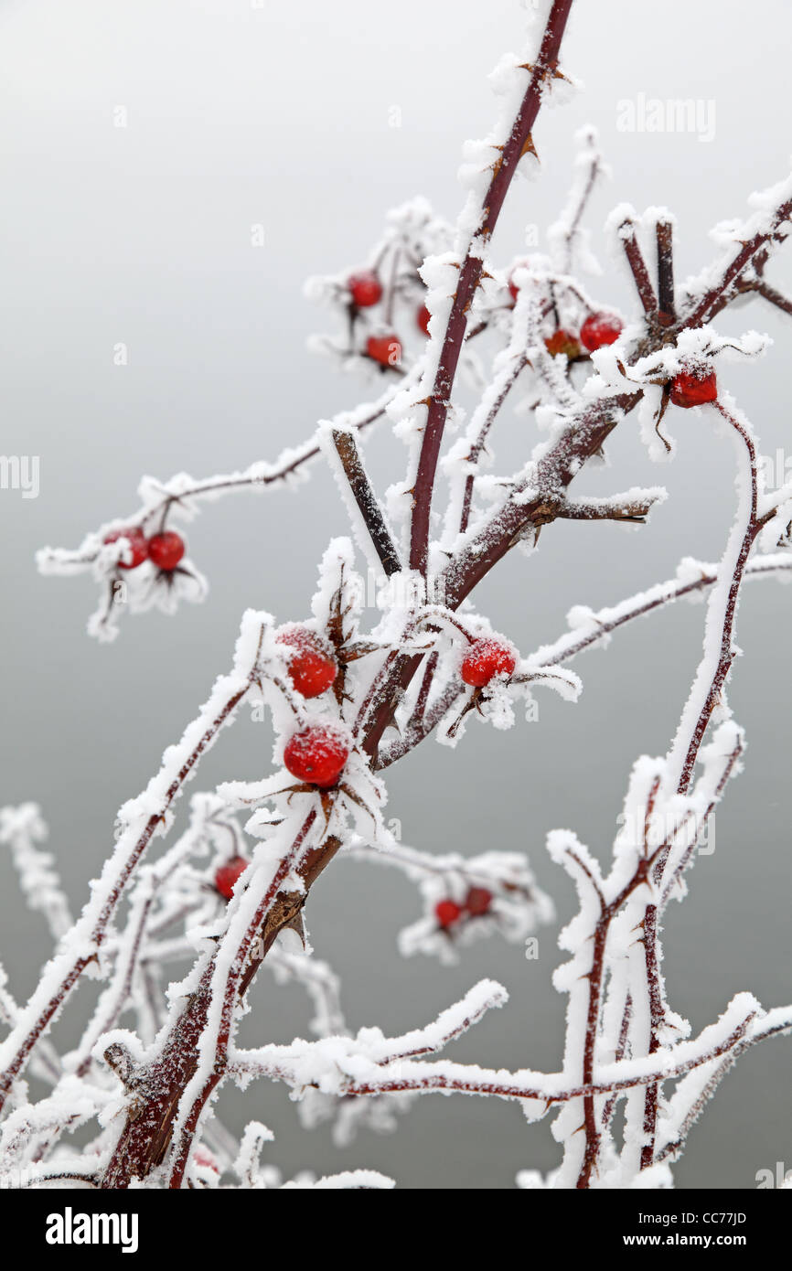 frosty rosehip fruit Stock Photo